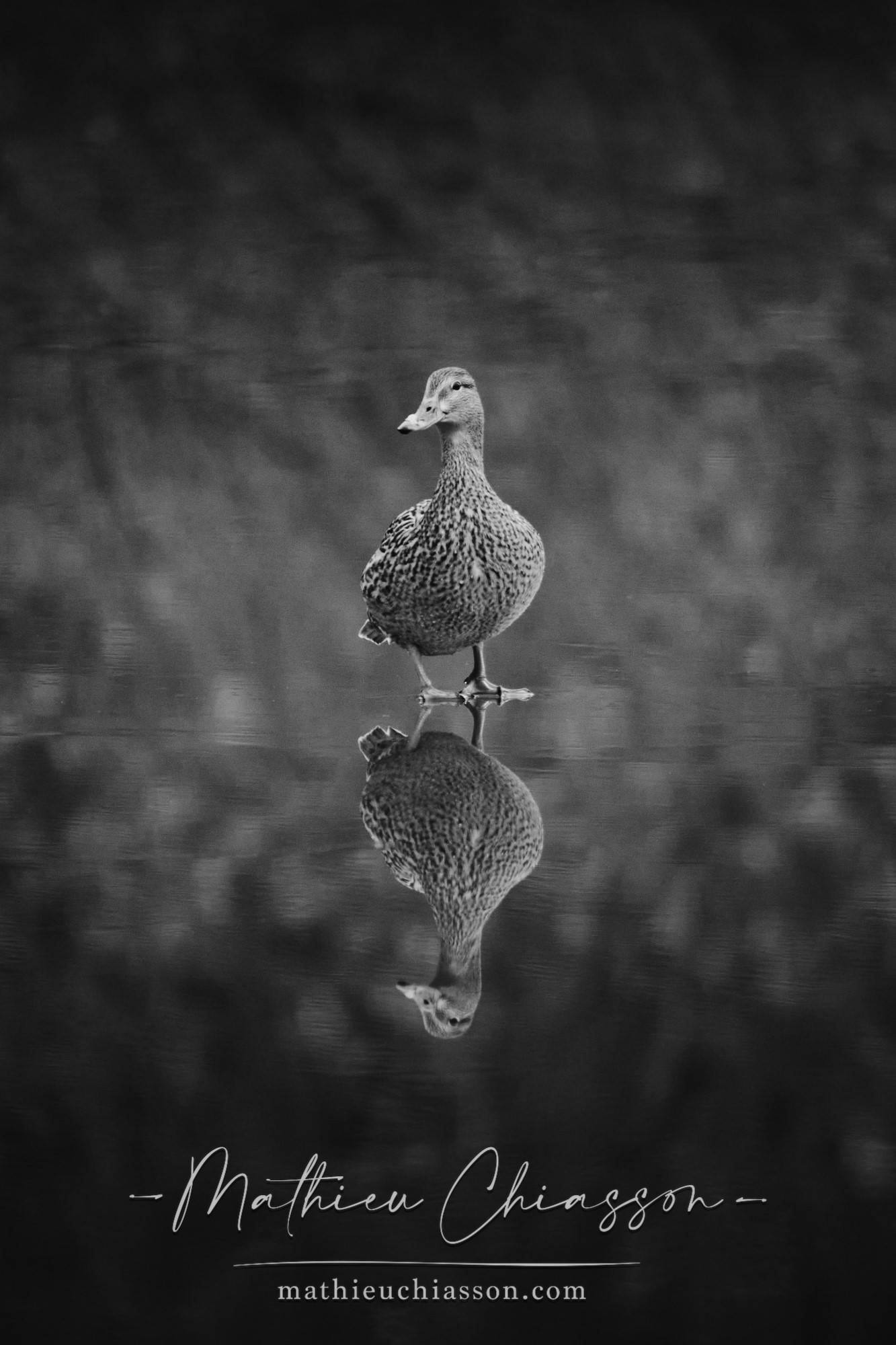 Photo by Mathieu Chiasson