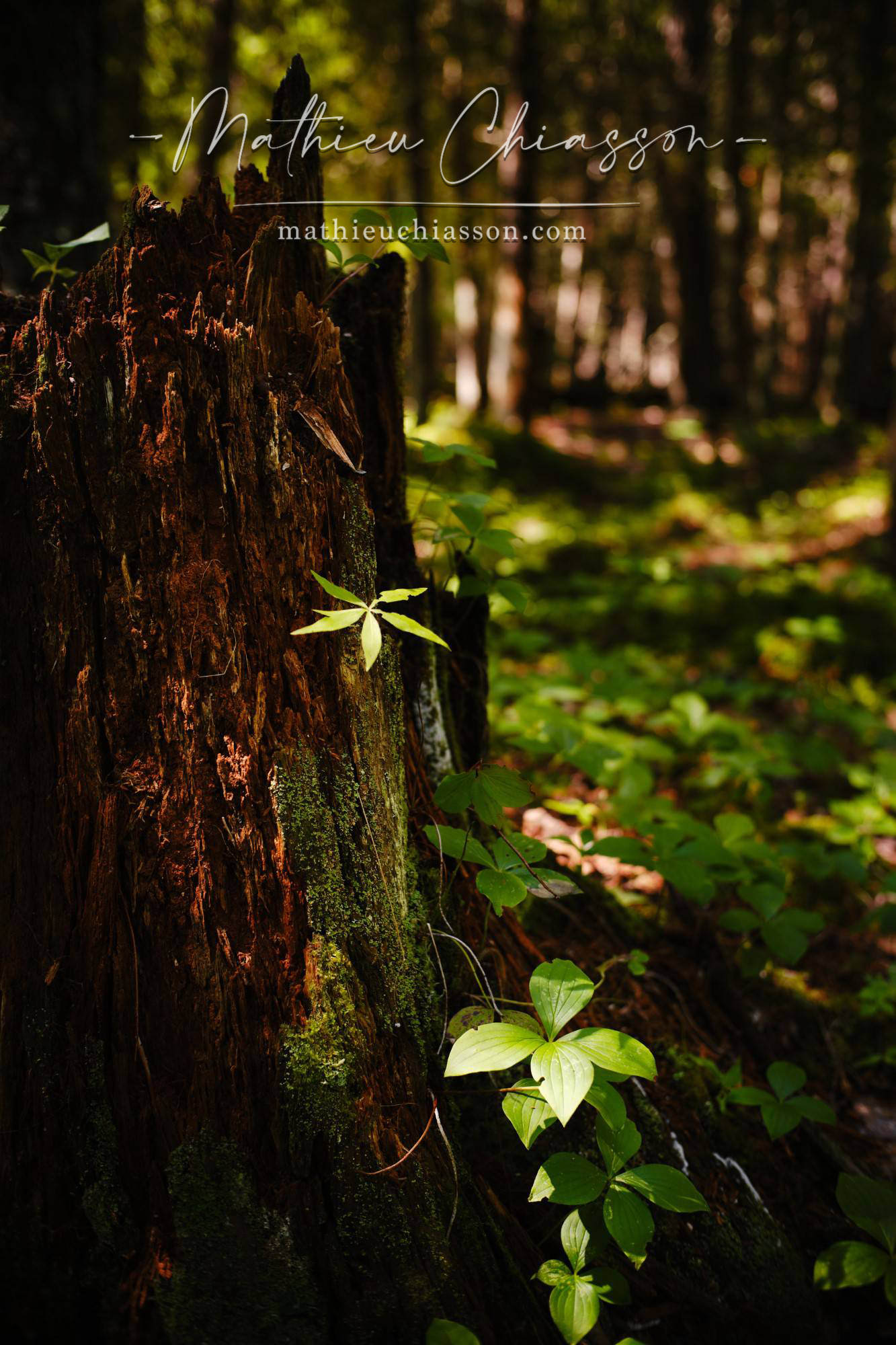 Photo by Mathieu Chiasson