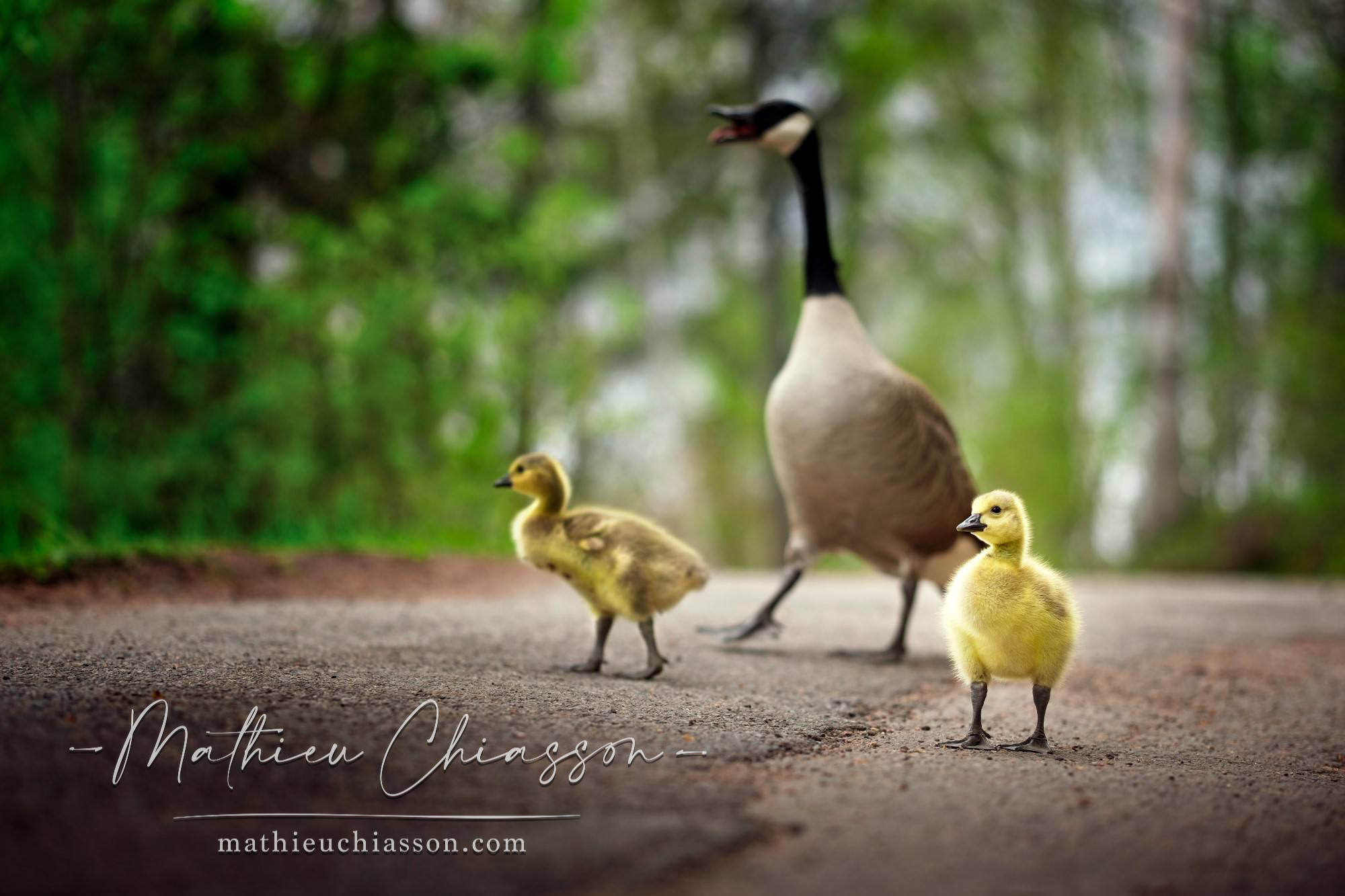 Photo by Mathieu Chiasson