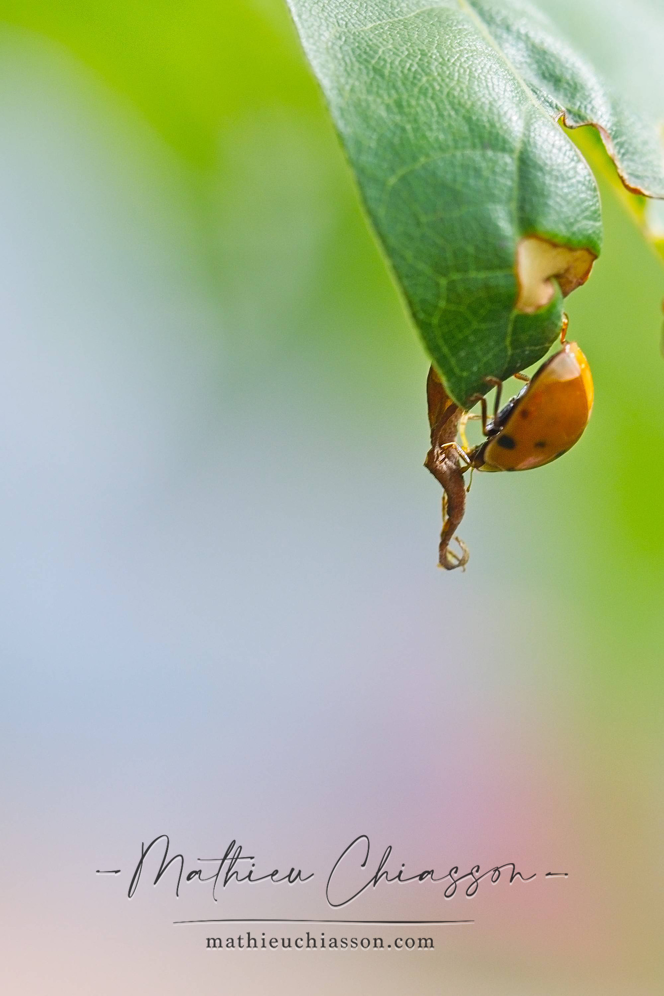 Photo by Mathieu Chiasson