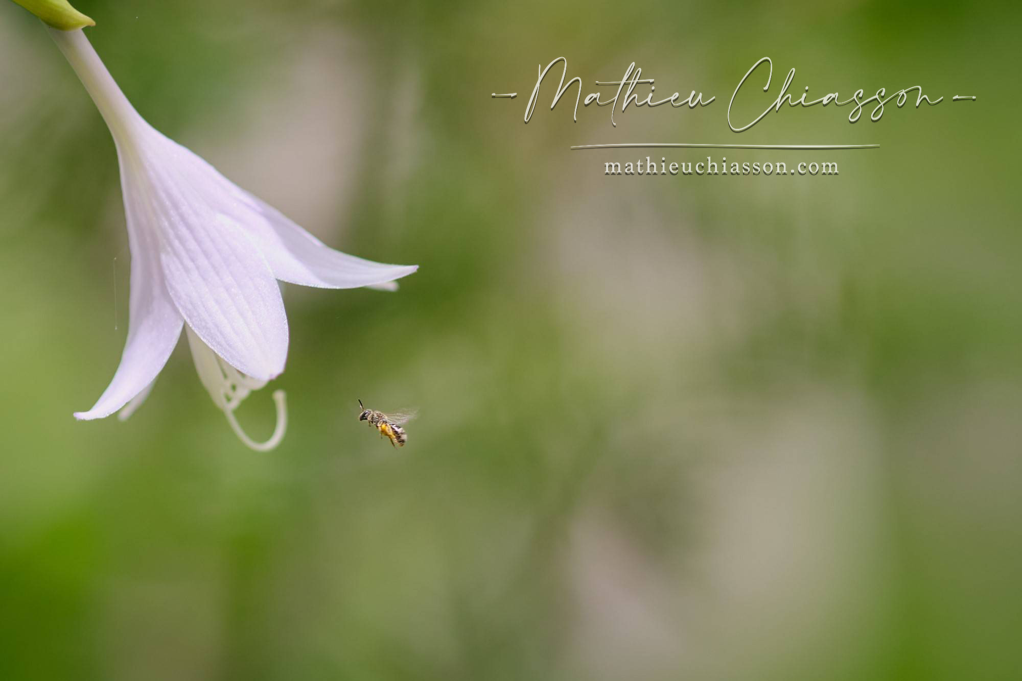 Photo by Mathieu Chiasson