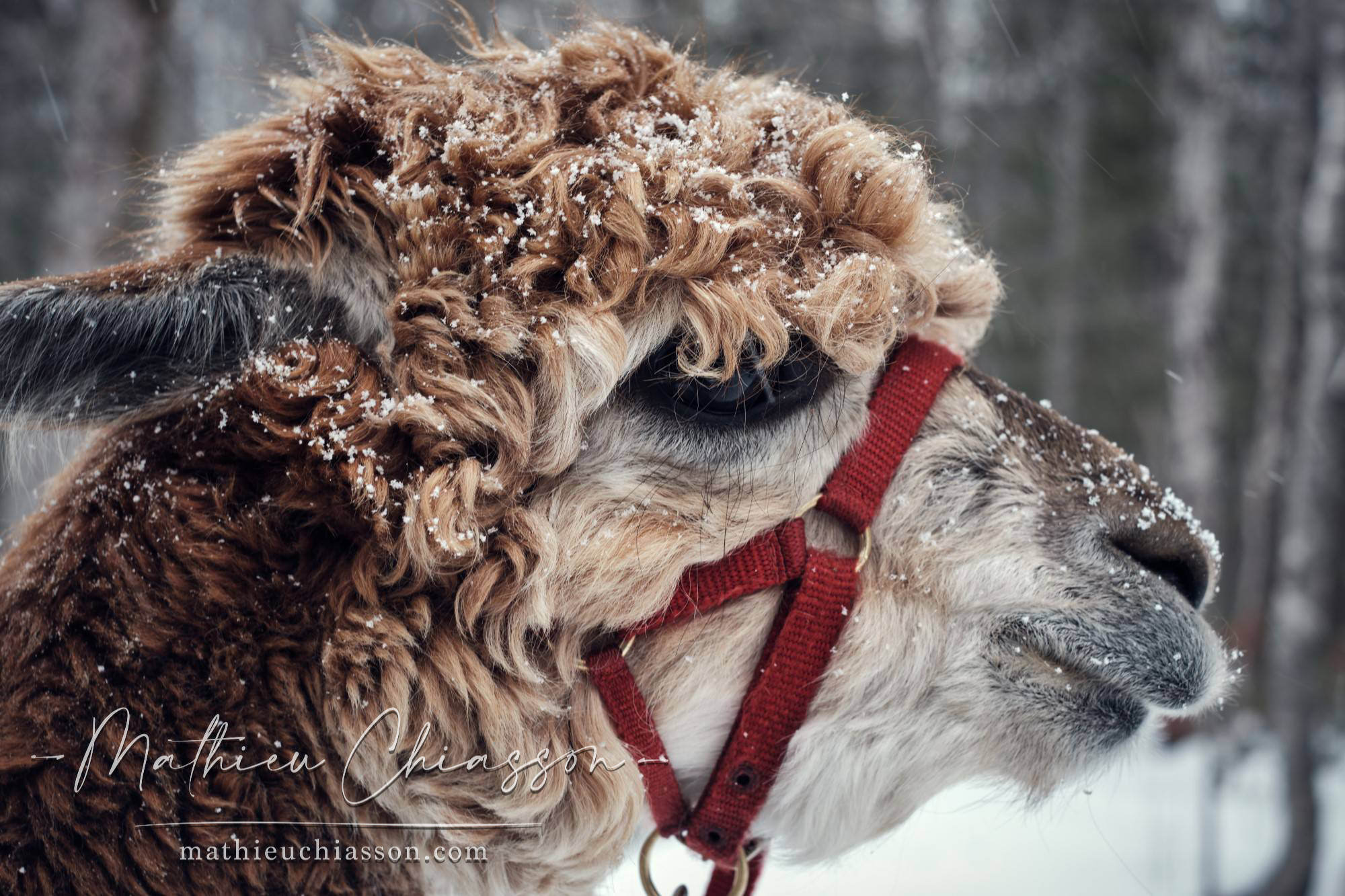 Photo by Mathieu Chiasson